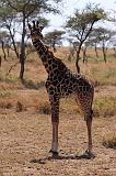 TANZANIA - Serengeti National Park - Giraffa - 3
